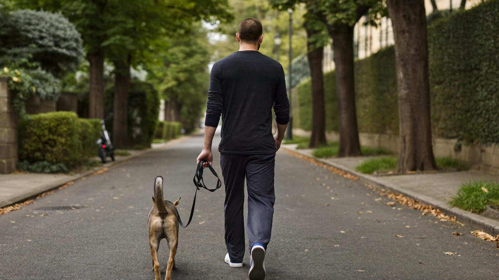 Man with very short buzzed hair walking a dog along a quiet tree-lined street